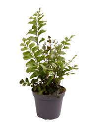 Image result for Didymochlaena truncatula