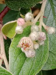 Image result for Cotoneaster franchetii
