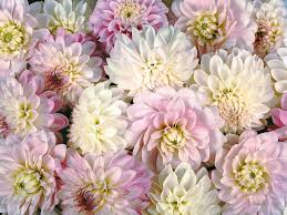 Flowers pink wallpaper as background. Pink Flower Wallpaper Large Dahlia Floral Design About Murals