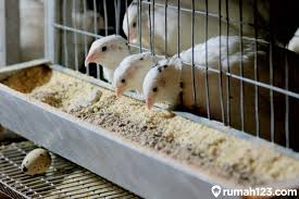 Hutang yang tak mungkin terbayar. Ternak Puyuh Petelur Like And Share