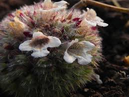 Image result for Lepidagathis scariosa