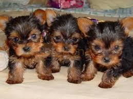 Healthy teacup yorkie puppies for sale. Cute And Adorable Teacup Yorkie Puppies For Free Adoption Petskona Com