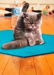Funny Yoga Kitty Cat Pose Yoga Animal Animal Poses Cat Yoga Cute Animals Cats