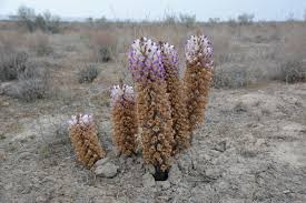 Image result for Cistanche tinctoria