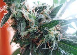 Check spelling or type a new query. White Widow Cannabis Wikipedia
