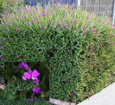 Image result for Polygala