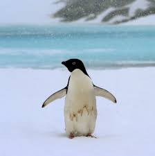 — kyle palmieri's second goal of the game 16:30 into overtime lifted the. Melting Ice Reveals Mummified Penguins In Antarctica The New York Times