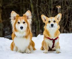 Fluffy Corgi Vs Regular Coat Fluffy Corgi Welsh Corgi Puppies Corgi Dog