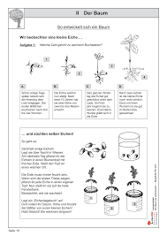 See more of tierspuren.net on facebook. Entwicklung Und Eigenschaften Des Baumes Unterrichtsmaterial In Den Fachern Biologie Sachunterricht Lernen Baum Unterrichtsmaterial