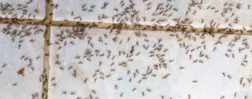 Ant control can be difficult, but there are some things you should know about how ants' behavior can. When To Call An Ant Exterminator Ant Extermination Los Angeles Ca