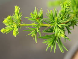 'falling waters' is a beautiful rare weeping bald cypress tree. Bald Cypress Care Growing Guide American Conifer Society