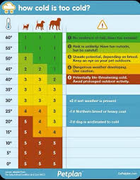 Keep Your Dogs Safe This Winter Dogs Dog Care Tips Dog