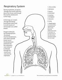 A few boxes of crayons and a variety of coloring and activity pages can help keep kids from getting restless while thanksgiving dinner is cooking. Inside Out Anatomy The Respiratory System Worksheet Education Com Life Science Middle School Respiratory System Human Respiratory System