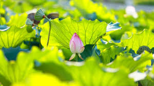 Here's a short list of what you can currently find there How To Grow Sacred Lotus Indoors Rayagarden