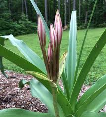 Image result for Crinum macowanii