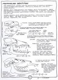 Image result for Dentition