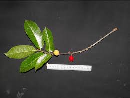 Image result for Antiaris toxicaria