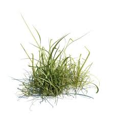 Grass 3d Model Google Search Plants Grass Herbs