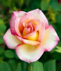 The site owner hides the web page description. Buy Order Fragrant Roses Online At Baldur Garten Hybrid Tea Sweet Eureka Amp Baldur Baldurgart In 2020 Hybrid Tea Roses Tea Roses Hybrid Tea Roses Garden