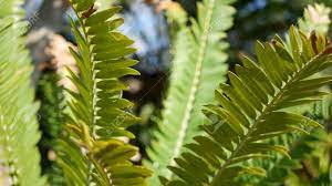 ソテツシダは、米国カリフォルニア州の森に残します。緑の新鮮なジューシーな天然植物の葉。オニソテツまたはザミア科のサゴソテツのヤシの青々とした葉。熱帯ジャングルの熱帯雨林の森の雰囲気の庭のデザイン。の写真素材・画像素材  Image 171939746