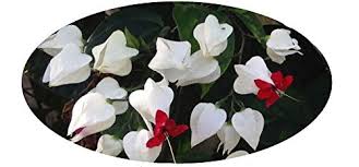 Check spelling or type a new query. White Bleeding Heart Vine Plant Clerodendrum Thomsoniae Unique Flower With Unusual Red Heart Shaped Center Starter Size 4 Inch Pot Emerald Tm Buy Online In Grenada At Grenada Desertcart Com Productid 72270072