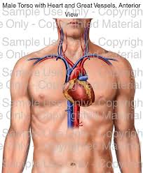 200x179 figure drawing how to draw human body, torso with lesson. Loading Male Torso With Heart And Great Vessels Anterior View Please Wait Male Torso Medical Illustration Human Anatomy Drawing