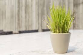 Yes, certain oranges and lemons can be grown as houseplants, but you will be disappointed if you expect to harvest large quantities of fruit such as you would find in a supermarket. Can You Grow Lemongrass Indoors Learn How To Grow Lemongrass Indoors