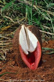 Image result for Hydnora abyssinica