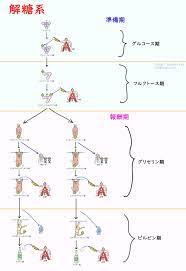 キャラ化 解糖系をわかりやすく解説 化学構造 分子式 解説