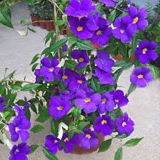 Image result for Thunbergia erecta