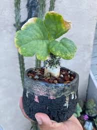 Image result for Adenia bequaertii