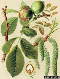 Image result for Juglandaceae