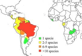 Image result for Copaifera baumiana