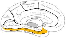 Cotard Delusion Wikipedia