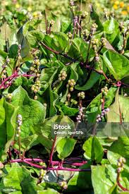 Image result for Basella