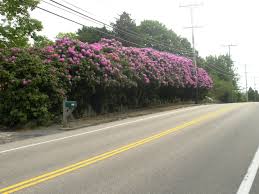 Huge Rhododendron Hedge At Onarock Jamestown Nearly As High As The Power Lines Hedges Jamestown Garden