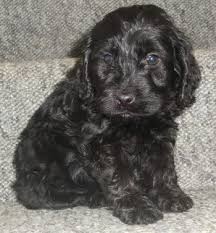Next, we take a look at the cockapoo teddy bear cut. 23 Cute Cockapoo Pictures And Images