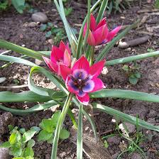 Nama bongseonhwa atau 봉선화 berarti bunga balsam. 25 Jenis Bunga Tulip Paling Indah Di Dunia Wanita22