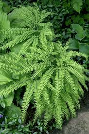 Image result for Adiantum