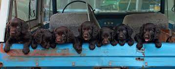 2021.07.15 nikkei style u22 『校長ブログ』に学校長の特集記事が掲載されました; Boykin Spaniel Week 2019 Mar 18 2019 City Of Camden