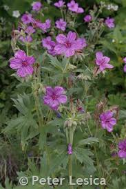 Image result for Geranium vagans