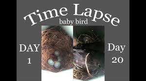 Time Lapse Baby Bird Growing Up Youtube
