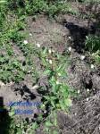Image result for Helichrysum sulfureofuscum