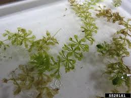 Image result for Aldrovanda vesiculosa