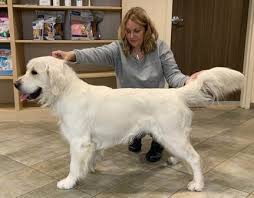 Check spelling or type a new query. Our Dogs Utah English Cream Golden Retrievers