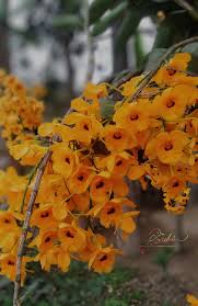 Image result for Rhipidoglossum densiflorum