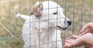 We did not find results for: 6 Red Flags Of Unethical Pet Adoption Services To Avoid