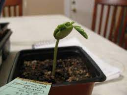 The temperature for bonsai tree care is up there compared to many other house plants. Growing Bonsai From Seed Update 1 Month Later Youtube