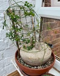 Image result for Kedrostis abdallai