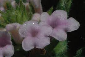 Image result for Nesogenaceae